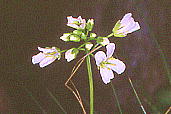 Arabis serrata En^UI