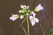 Arabis serrata En^UI