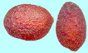 Vitaliana primuliflora Bertol. r^AiEvt[ Seeds q