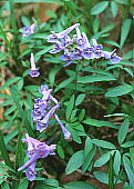 }GSTN@Corydalis lineariloba