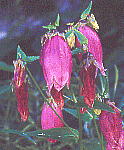 Campanula punctata Lam. var. hondoensis Kitam. }z^uN