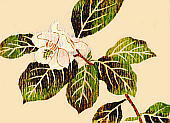 Magnolia sieboldii K. Koch ssp. japonica Ueda II}Q