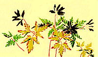 Anemone pseudo-altaica キクザキイチゲ