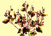 Viola rostrata Muhl. var. japonica (W. Becker et H. Boiss.) Ohwi ナガハシスミレ
