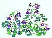 Aquilegia labellata var. pumila ミヤマオダマキ