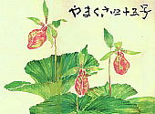 Cypripedium japonicum Thunb. クマガイソウ