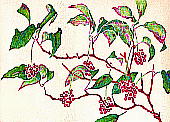 Kadsura japonica (Thunb.) Dunal TlJY (riJY) ʎ