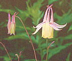 Aquilegia buergeriana ヤマオダマキ