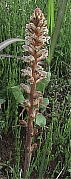 ZEc{ Orobanche minor