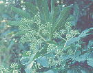 Fatsia japonica cf