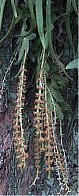 ヨウラクラン　Oberonia japonica