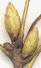 Quercus acuta AJKV ~