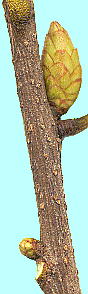 Quercus acuta AJKV s