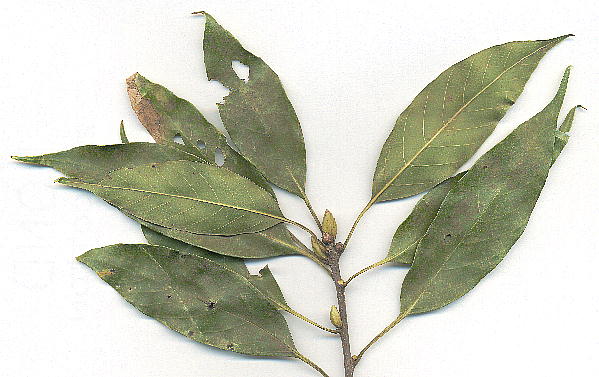 Quercus acuta AJKV