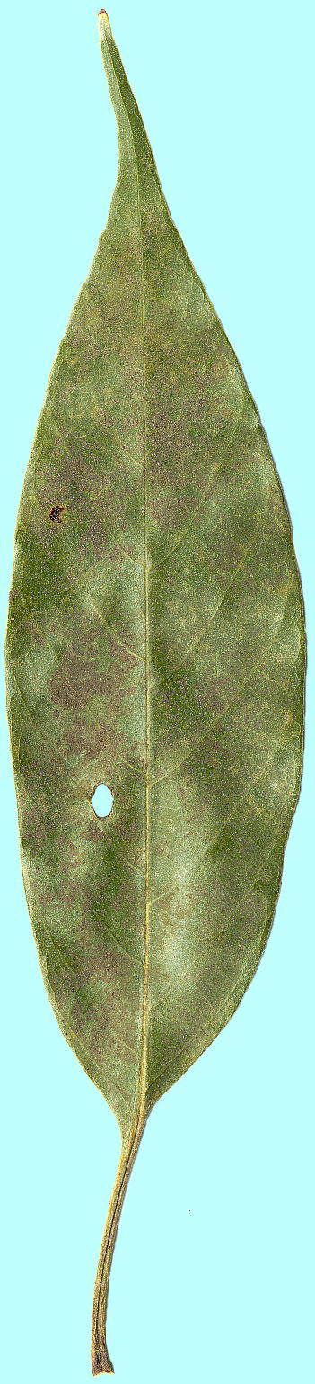 Quercus acuta AJKV ti\j