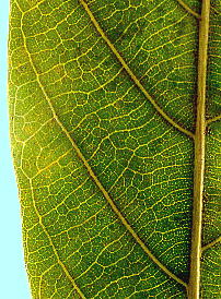 Quercus acuta AJKV t