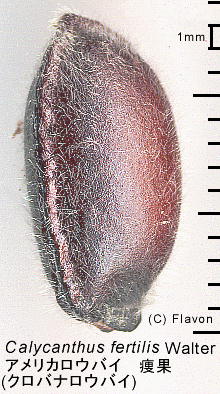 Calycanthus floridus var. glaucus AJEoC 