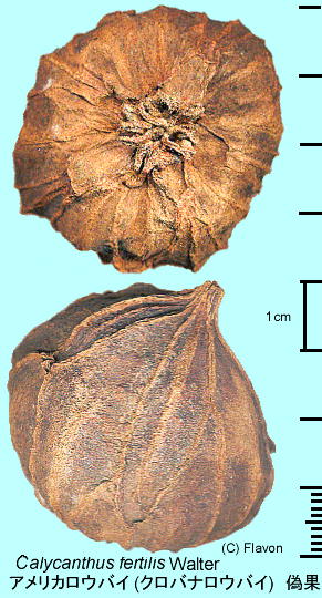 Calycanthus floridus var. glaucusFAJEoC Uʂ̏cf
