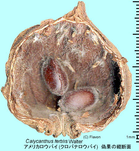 Calycanthus floridus var. glaucus AJEoC U