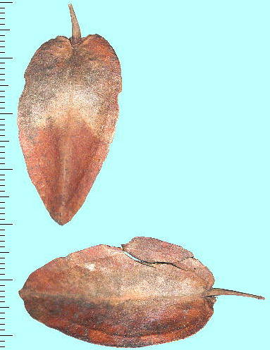 Halesia monticola cv. Rosea n[VAE`R '[A' ʎ