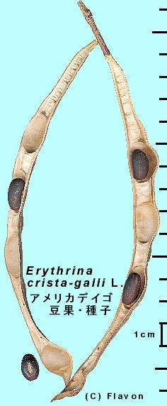 Erythrina crista-galli AJfCS (ʖ JCREY) ʎ
