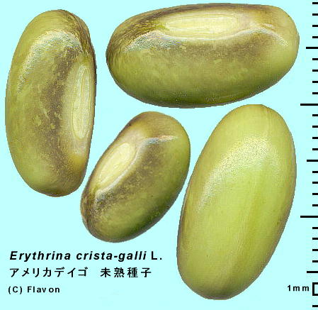 Erythrina crista-galli L. AJfCS (JCREY) q