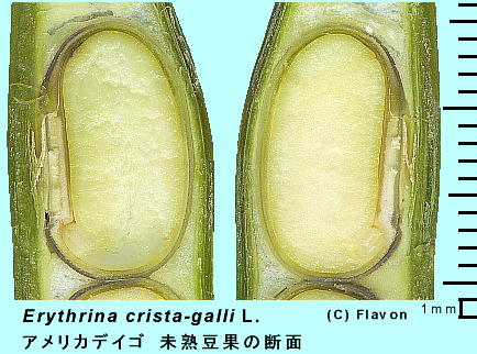 Erythrina crista-galli AJfCS (ʖ JCREY) ʎf