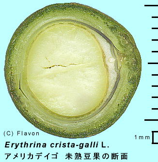 Erythrina crista-galli AJfCS (ʖ JCREY) ʎf