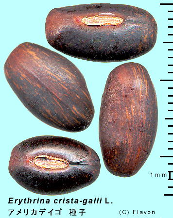 Erythrina crista-galli L. AJfCS (JCREY) q