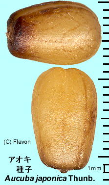 Aucuba japonica Thunb. AIL q
