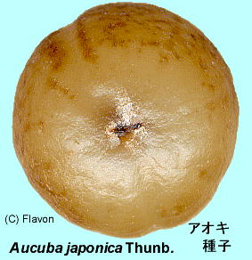 Aucuba japonica Thunb. AIL q