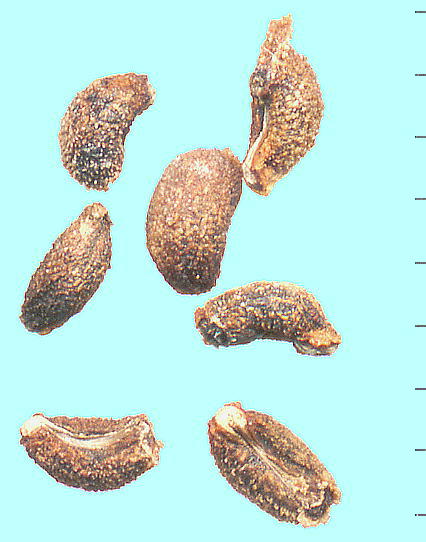 Asperula nitida ssp. subcapitellata AXyEj`_TuJse[^ q