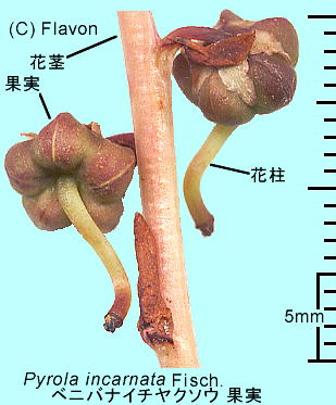 Pyrola asarifolia subsp. incarnata xjoiC`N\E