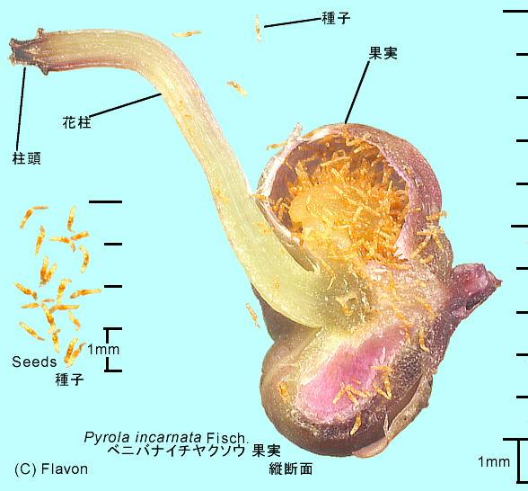 Pyrola asarifolia subsp. incarnata xjoiC`N\E