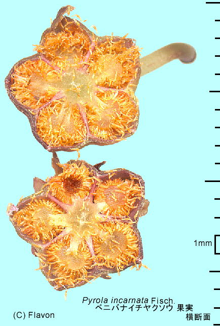 Pyrola asarifolia subsp. incarnata xjoiC`N\E