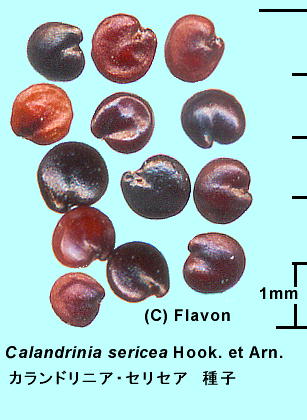 Calandrinia sericea Hook. et Arn. JhjAEZZA q