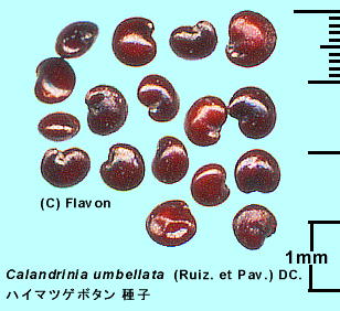 Calandrinia umbellata (Ruiz. et Pav.) DC. nC}cQ{^ q