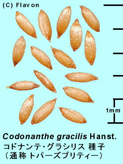 Codonanthe gracilis Hanst. RhieEOVX q