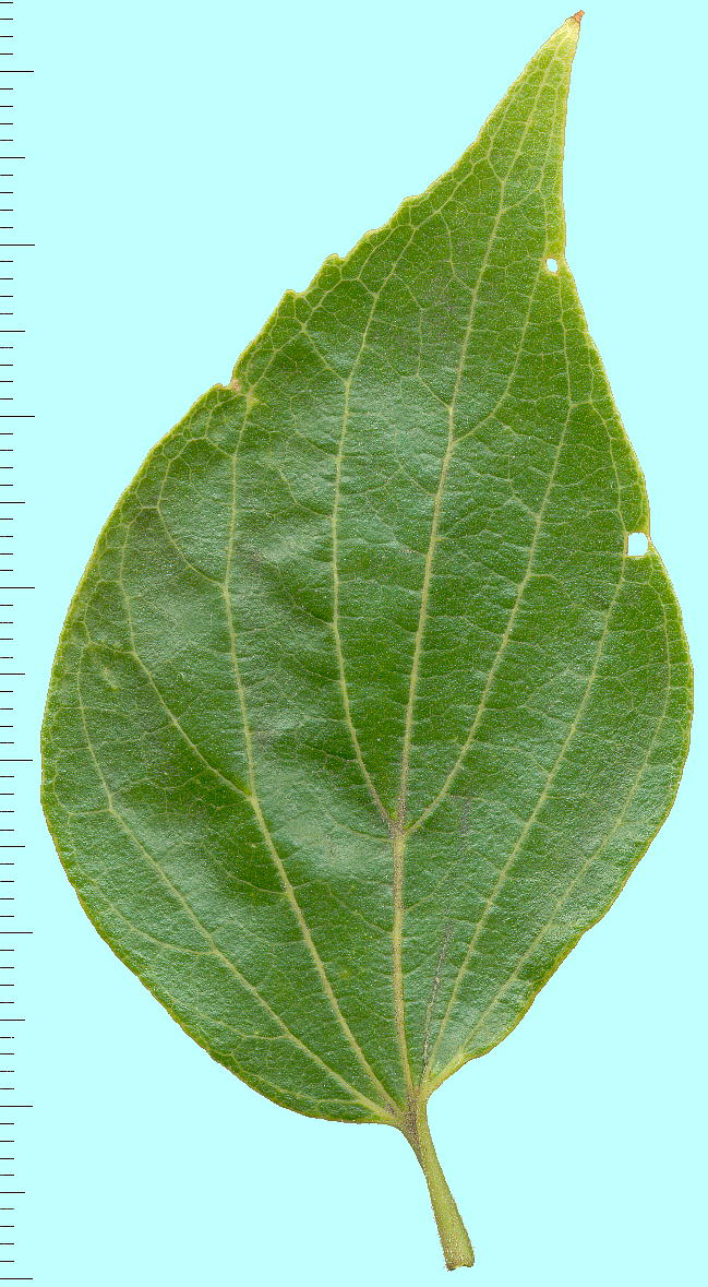 Celtis sinensis var. japonica GmL̗t(\)