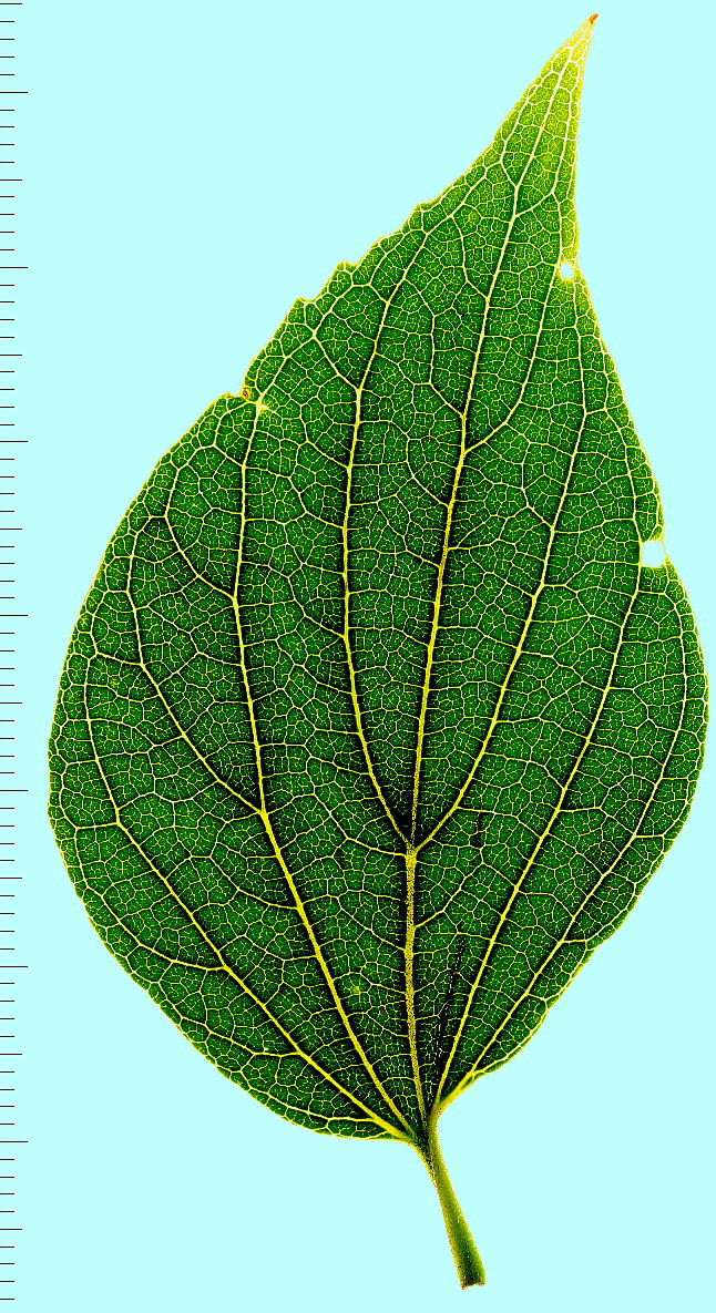 Celtis sinensis var. japonica GmL̗t(\猩t)