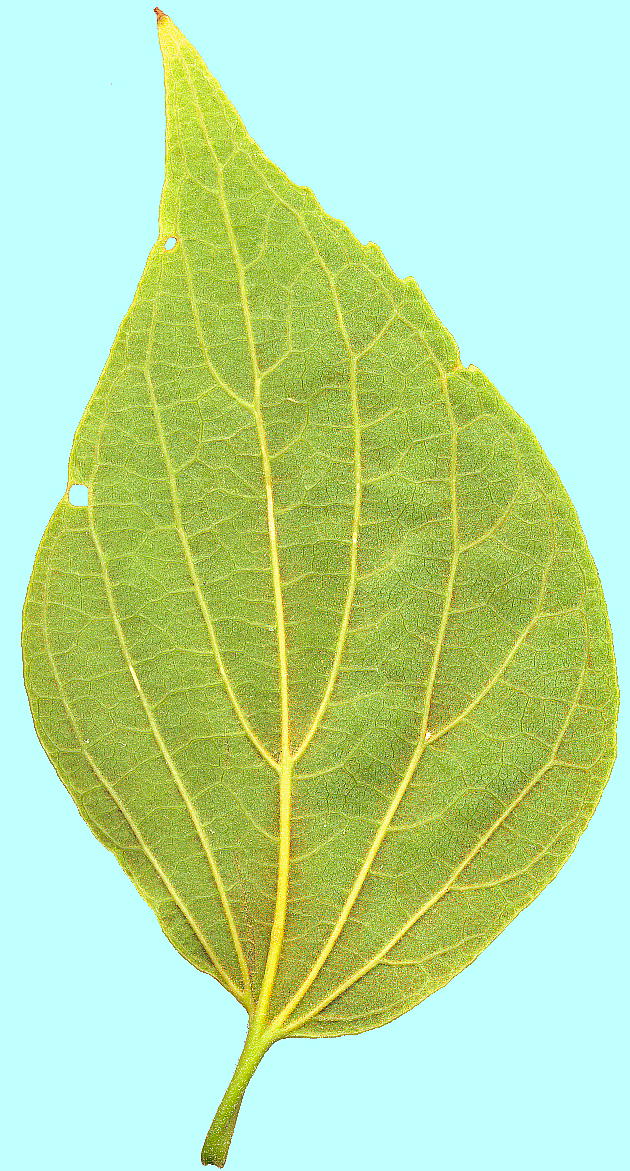 Celtis sinensis var. japonica GmL̗t()