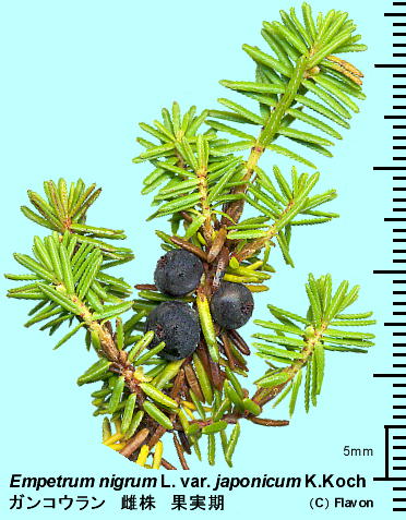 Empetrum nigrum Linn. var. japonicum K. Koch KRE }Et