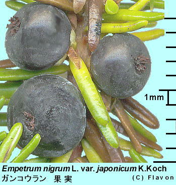 Empetrum nigrum Linn. var. japonicum K. Koch KRE ʎ