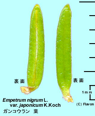 Empetrum nigrum Linn. var. japonicum K. Koch KRE t