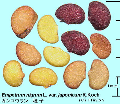 Empetrum nigrum Linn. var. japonicum K. Koch, Seeds KRE q
