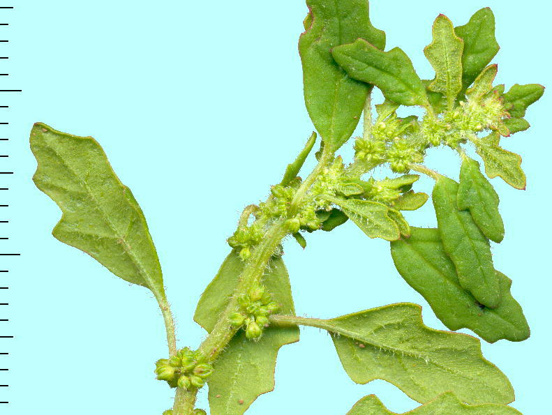 Chenopodium pumilio SEVEA^\E