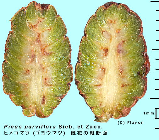 Pinus parviflora Sieb.et Zucc. qR}c (SE}c) ԂQ̒f