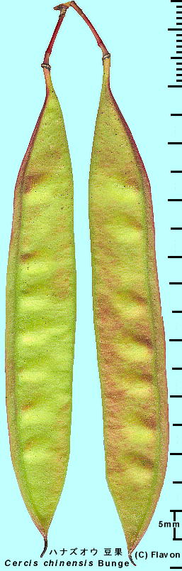 Cercis chinensis niYIE 