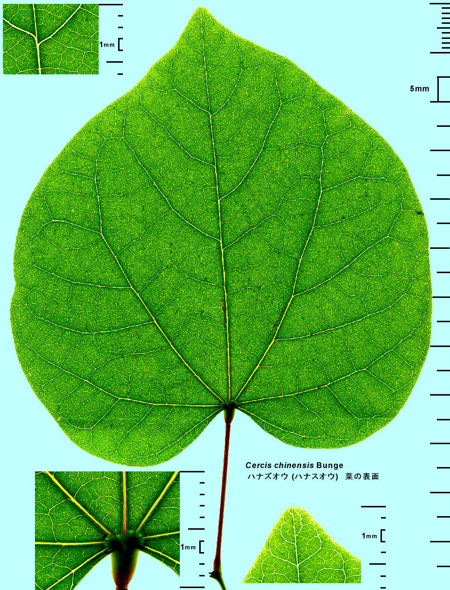 Cercis chinensis Bunge niYIE (niXIE) t̕\