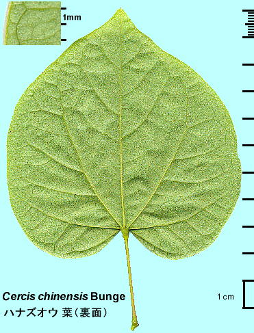 Cercis chinensis Bunge niYIE (niXIE) t̗